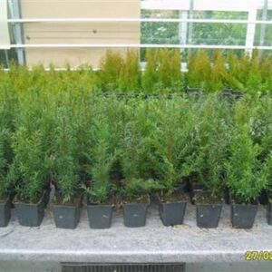 Taxus bacc. 50 Stück Heimische-Eibe 15-35 cm veränderlich Hecke T9x9 Pflanzware