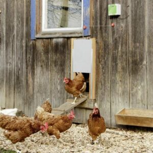 Automatische Hühnertür Komplett-Set