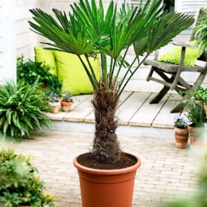 Trachycarpus wagnerianus Frostharte Hanfpalme bis zu 160 cm Gesamthöhe bis -18 C