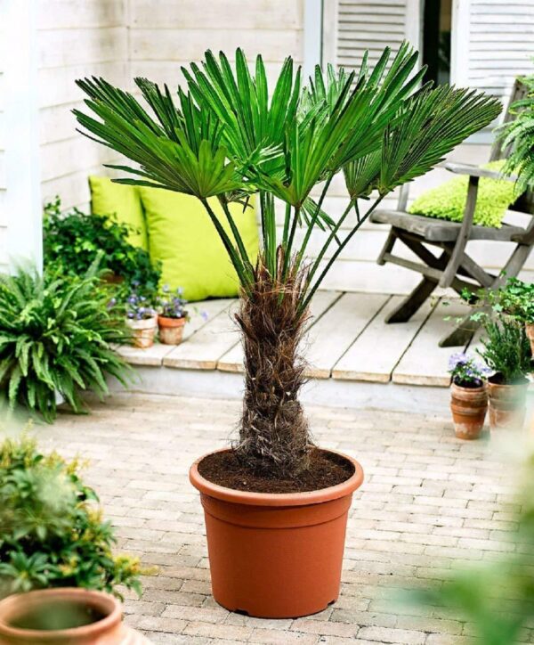 Trachycarpus wagnerianus Frostharte Hanfpalme bis zu 160 cm Gesamthöhe bis -18 C