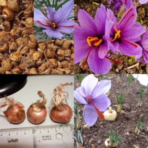 8 Stück Safran Zwiebeln Crocus Sativus Blumensamen Einfach Zu Züchten Hausgarten Pfla