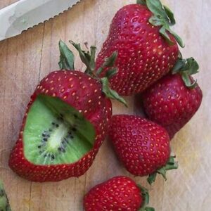 Kiwi-Erdbeere-Samen