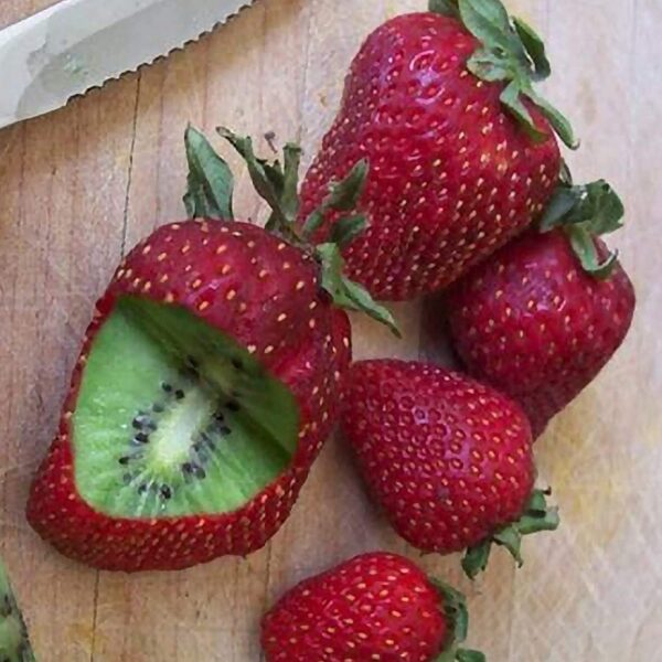 Kiwi-Erdbeere-Samen