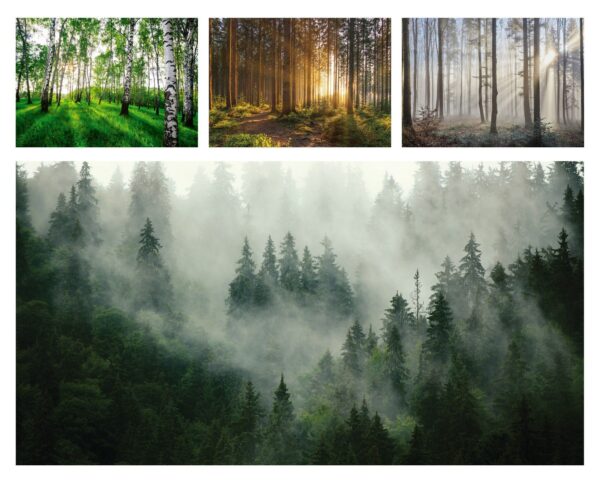 Vlies Fototapete Wald im Nebel Sonne Birkenwald TAPETE XXL Wohnzimmer Schlafzimmer