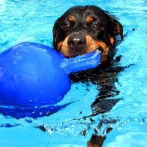 Jolly Ball Spielball für Hunde