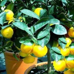 Winterhärteste Zitrusfrucht der Welt ! winterharter Orangenbaum Poncirius .. Pflanze